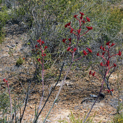 Anigozanthos rufus whole