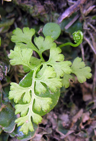 Anogramma leptophylla (Jersey)