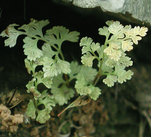 Anogramma leptophylla (Guernsey)