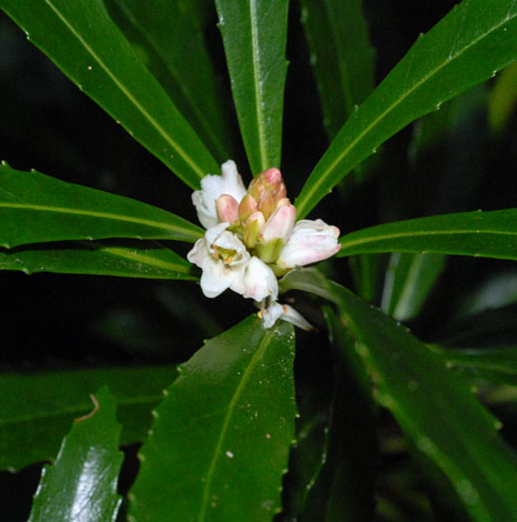Anopterus glandulosus flower