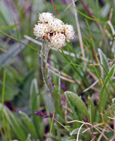 Antennaria carpatica close