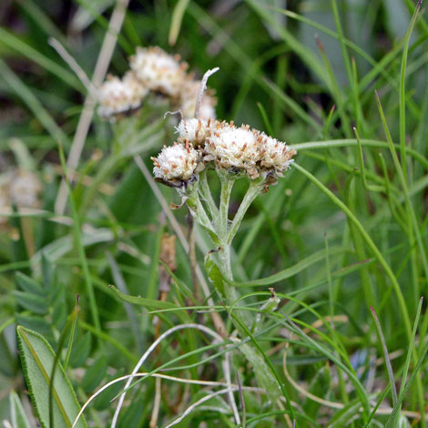 Antennaria carpatica whole