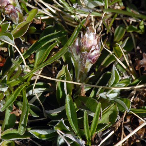 Antennaria dioica (Pyrenees)
