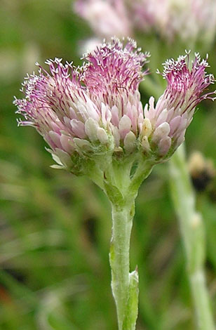 Antennaria dioica male image 1