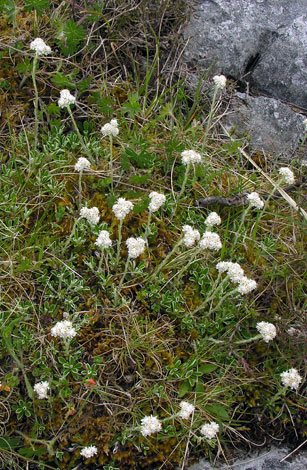 Antennaria dioica whole