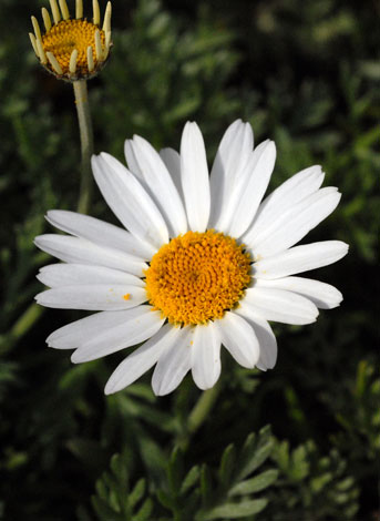 Anthemis punctata ssp cupaniana flower