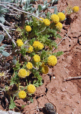 Anthemis rigida whole