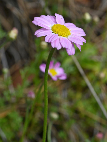 Anthemis rosea close