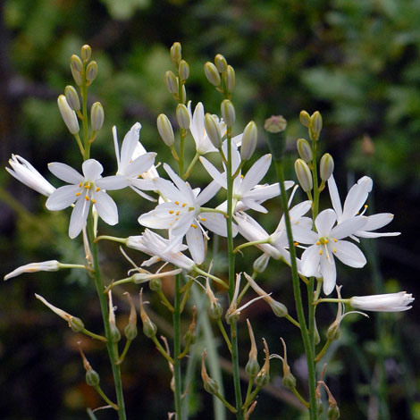 Anthericum liliago close