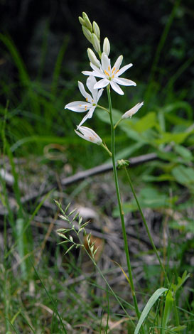 Anthericum liliago whole