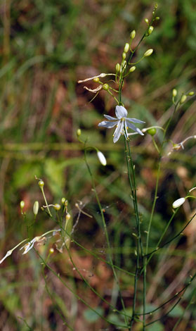 Anthericum ramosum whole