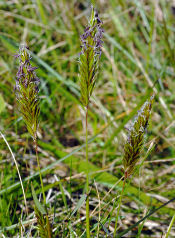 Anthoxanthum odoratum close