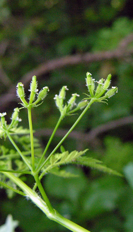 Anthriscus caucalis burs