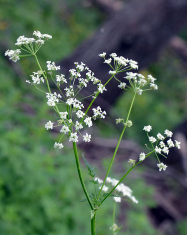 Anthriscus nitida close