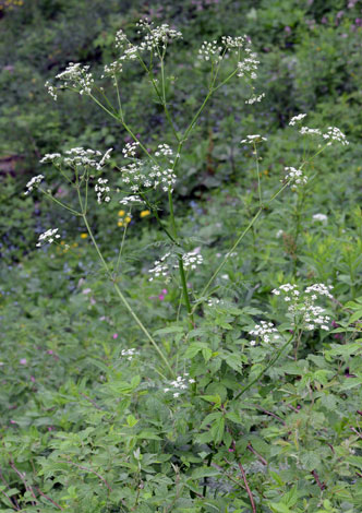 Anthriscus nitida whole