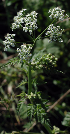 Anthriscus sylvestris close