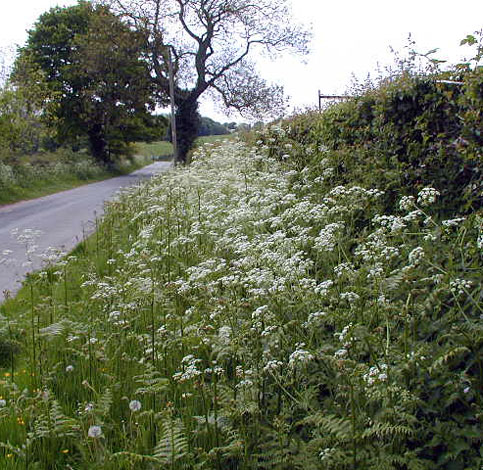 Anthriscus sylvestris habitat