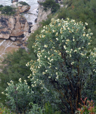Anthyllis barba-jovis whole