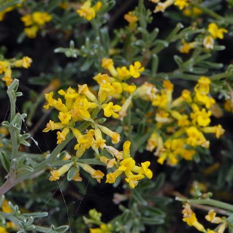 Anthyllis hermanniae close
