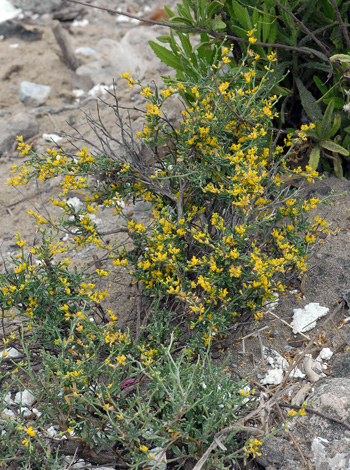 Anthyllis hermanniae whole