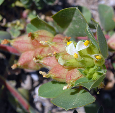 Anthyllis tetraphylla