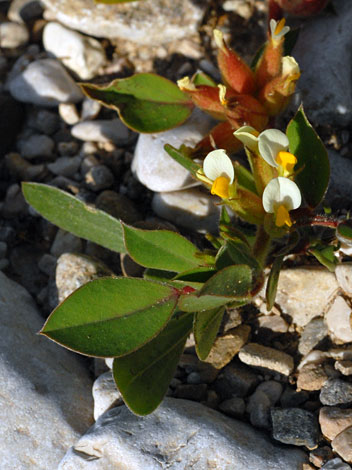 Anthyllis tetraphylla whole