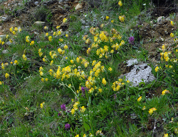 Anthyllis vulneraria ssp alpestris