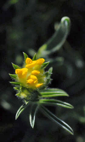 Anthyllis vulneraria ssp corbierei flower
