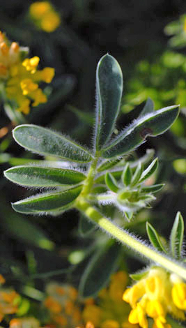Anthyllis vulneraria ssp corbierei leaves