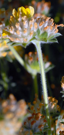 Anthyllis vulneraria ssp corbierei hairy stem