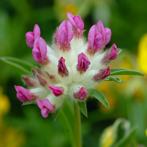 Anthullis vulneraria ssp pyrenaica close