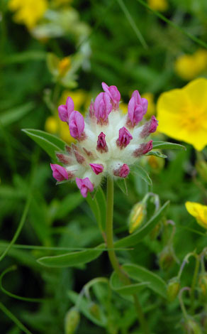 Anthullis vulneraria ssp pyrenaica whole