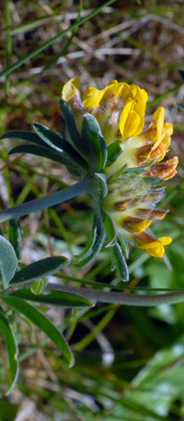Anthyllis vulneraria close