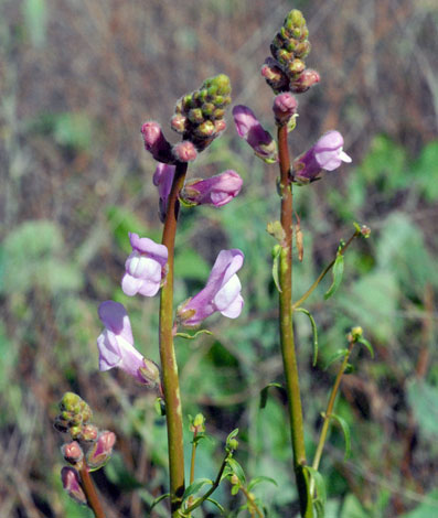 Antirrhinum barrelieri