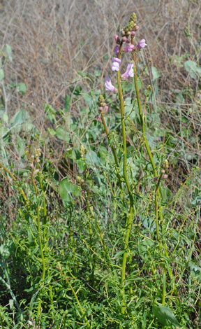 Antirrhinum barrelieri whole