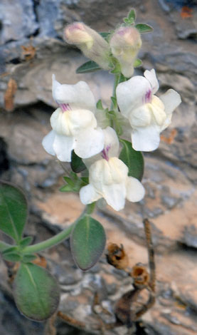 Antirrhinum sempervirens close