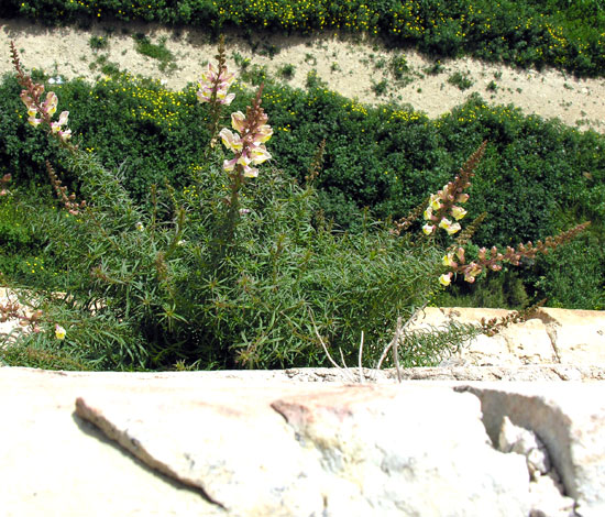 Antirrhinum siculum whole