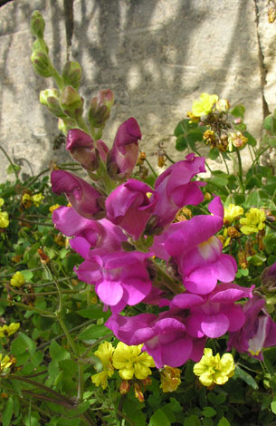 Antirrhinum tortuosum closer