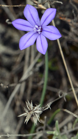 Aphyllanthes mospeliensis close