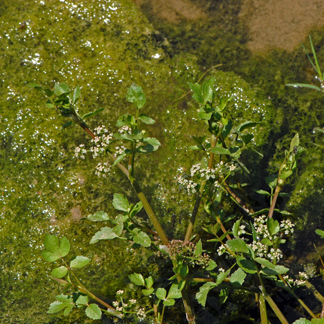 Apium nodiflorum