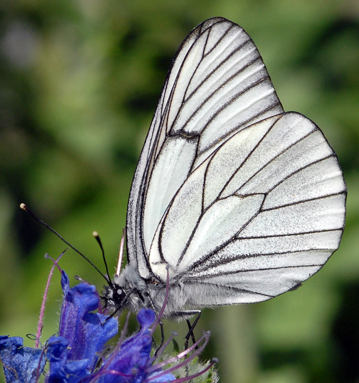 European Butterfly: Black-veined White Aporia crataegi English names