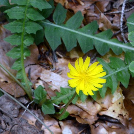 Aposeris foetida close