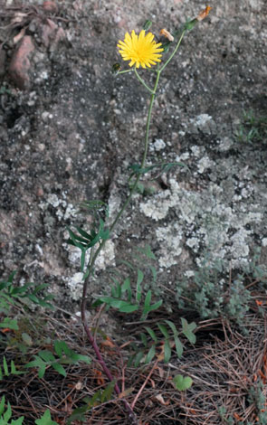 Aposeris foetida whole