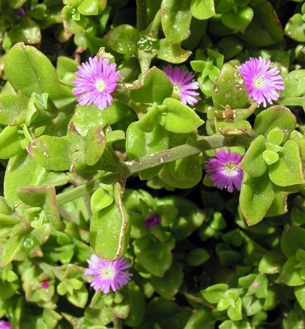 Lamranthus roseus whole