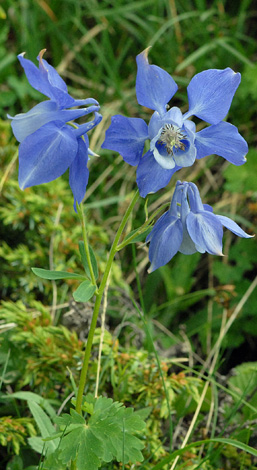 Aquilegia alpina close