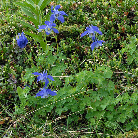 Aquilegia alpina whole