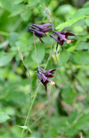 Aquilgei atrata close