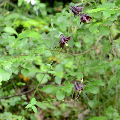 Aquilgei atrata whole