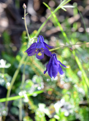 Aquilegia einseleana close