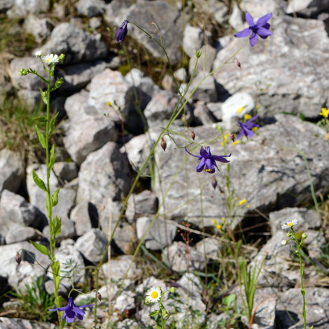 Aquilegia einseleana whole
